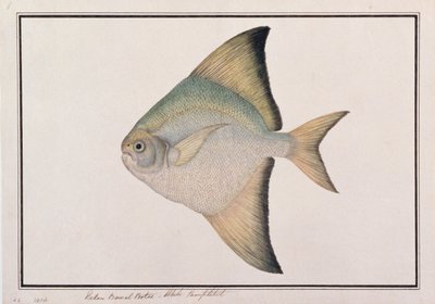 White Pomfret, from Drawings of Fishes from Malacca, c.1805-18 by Chinese School